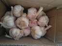 京鲜生河南杞县大蒜带皮新鲜干蒜净重3斤单果5.5-6cm 源头直发包邮 实拍图