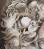 美加佳三去小章鱼净重2斤（500g*2袋）16-26只 去脏八爪鱼 年货聚餐 实拍图