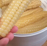 瑞利来云南拇指小糯玉米2斤宝宝迷你早餐玉米儿童手指甜黏糯玉米棒 实拍图