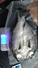 鲜京采三去海鲈鱼3斤/3条 生鲜鱼类 白蕉鲈鱼地标 年货家宴鱼类源头直发 实拍图