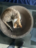 疯狂的主人猫抓板窝碗形大号猫抓盆不掉屑猫窝宠物猫玩具瓦楞纸猫爪板 实拍图