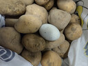 甘肃定西土豆2025年现挖黄皮黄心产地直发沙糯面马铃薯洋芋 中大果-9斤（净重）-黄皮黄心 晒单实拍图