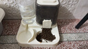 疯狂的主人猫粮自动喂食器饮水一体猫碗狗碗猫食盆猫咪猫盆宠物用品喝水双碗 实拍图