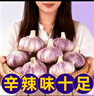 静益乐源山东紫皮蒜大蒜干大蒜蔬菜批发干蒜自种大蒜种子多瓣蒜当季蔬菜 精品大蒜【45mm中果】净重4.5斤 精选今年大蒜 实拍图