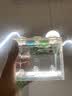 家养水母活体海月赤月水母无毒好养儿童礼物真水母水母活物家养 升级款【透明缸】包活到家 【补货】1只水母（无缸） 实拍图
