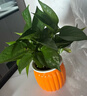 【绿萝盆栽】吸甲醛净化空气水培绿植物懒人花卉好养搬家礼物全 【畅销2盆】绿萝+橙色南瓜盆自吸水 整体含盆高度20-25cm 实拍图