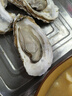贝司令 鲜活乳山生态生蚝5XL 净重9斤 14-18只 生鲜源头直发年货送礼 实拍图