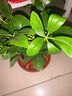 【八方来财】发财树鸭脚木盆栽四季常青桌面防辐射花卉盆景 八方来财20厘米4颗【發陶瓷盆】 送肥料 实拍图
