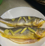 黄小渔宁德三去黄花鱼600g/4条大黄鱼生鲜海鲜水产深海鱼类烧烤年货送礼 实拍图