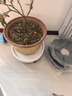 漫生活 花托万向轮花盆托盘 外径400mm内径365mm加厚移动底盘塑料花盆托 实拍图