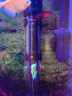 创宁鱼缸加热棒75W适合20-30L水量双控温自动恒温加温棒石英加热器 实拍图