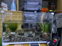 森森（SUNSUN）鱼缸过滤器壁挂式过滤泵水族箱乌龟缸三合一过滤设备 【低水位可用】2W小号+培菌滤材 适合长30cm内鱼缸 实拍图