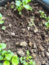 史丹利泥炭土营养土养花通用型专用育苗进口整包土壤种植土花土5斤 实拍图