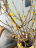 花翁鲜切花干枝年宵花卉水培植物 精选A级腊梅枝60cm5枝源头直发 实拍图