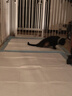 HONEYCARE好命家 宠物尿垫猫狗尿片 新手训导防漏尿布 XL码90*120cm10片 实拍图