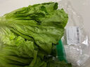 钟灵山罗马生菜400g 实拍图