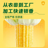 十月稻田 黄甜糯玉米 8根 3.52斤 真空包装 东北粘玉米棒 低脂早餐 实拍图