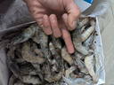 万景国产大虾 盐冻北海白虾(大号) 80-100只净重4斤 聚餐 海鲜年货 实拍图