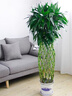 Only you【2小时达】发财树大型盆栽绿植花卉室内客厅办公室开业新年花送 金钱树 实拍图