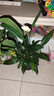 年宵花【热销款】白掌一帆风顺盆栽水培植物绿植过年装饰摆件年货 特级白掌带花+繁星自吸盆 实拍图