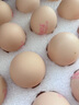 MEMBER'S MARK精选鲜鸡蛋  1.5kg 1.5kg 实拍图