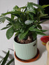花翁大盆三杆发财树盆栽绿植室内客厅中式盆景办公室桌面摆件源头直发 实拍图