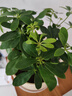 【八方来财】发财树鸭脚木盆栽四季常青桌面防辐射花卉盆景 八方来财25-35厘米4颗【原盆】 送肥料 实拍图