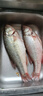 鲜活冲浪河鲈鱼400-500g/条 实拍图