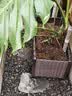 olevo水苔柱龟背竹热植专用白龟蔓绿绒可拼接新型植物攀爬柱支撑杆花架 水苔柱*2支 送连接环*1+地插*1支 【4.5X17cm】 实拍图