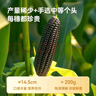 京东京造黑墩墩甜糯玉米1.6kg（8根）礼盒装代餐杂粮减脂东北糯玉米花青素 实拍图