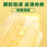 十月稻田 白糯玉米 8根 4.16斤 东北甜粘玉米 非转基因 低脂早餐 实拍图