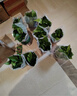 双盟绿萝盆栽除甲醛花卉绿植办公室新房净化空气 120款10盆源头直发 实拍图