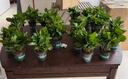 双盟绿萝盆栽除甲醛花卉绿植办公室新房净化空气 120款10盆源头直发 实拍图