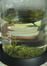 恩施玉露（ENSHIYULU）恩施硒茶蒸青绿茶品鉴装旅行装试饮茶叶口粮茶20g 实拍图