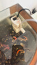 憨憨乐园小型鱼缸过滤器低水位净水器三合一水泵内置循环增氧养鱼过滤泵 4W【适合20-30厘米内的鱼缸使用】 实拍图