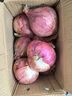 京鲜生 甘肃紫红皮洋葱净重5斤单果200g+ 现挖新鲜蔬菜 源头直发包邮 实拍图