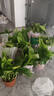 双盟绿萝盆栽除甲醛花卉绿植办公室新房净化空气 120款10盆源头直发 实拍图