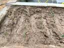 耘淘郁金香种球水培5度球花卉绿植种子土培植物水养盆栽室内室外耐寒1 浪漫粉 范伊克5球+2包肥料 实拍图