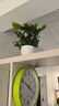礼赫家饰仿真绿萝盆栽绿植套装塑料花家居室内客厅茶几绿叶阳台装饰品摆件 大绿色绿萝两束+4号盆套装 实拍图