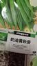 播种心情家庭种植蔬菜种子大全四季播种阳台盆栽农家庭院小菜园有机香菜菠 黄秋葵种子2包 实拍图