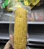 十月稻田 黑糯玉米 3.52斤(220g*8根) 东北玉米 杂粮粗粮 低脂早餐 实拍图