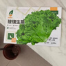 【京东物流】蔬菜种子四季播盆栽阳台庭院香菜生菜菠菜简单秋易种 油麦菜种子1包约1000粒 实拍图