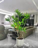 叹为观止大型植物发财树各种大颗盆栽开业乔迁客厅办公室内好养大型花卉 造型鸭脚木【1.4-1.6米】 含盆 实拍图
