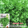 【随种随吃】调料菜种子组合春季四季易种耐热阳台盆栽通种蔬菜 小叶香菜种子1包约1000粒 一包约1000粒 实拍图