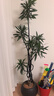 临雅百合竹客厅绿植盆栽高端室内真花四季好养植物1.5m圆球盆源头直发 晒单实拍图