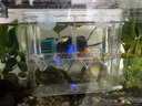 派乐特 鱼缸孵化盒隔离盒孔雀鱼繁殖盒斗鱼亚克力 实拍图