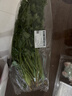 带根香菜100g 实拍图