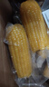 京鲜生东北黄玉米棒200g×8棒25年新玉米 真空黏玉米 多种包装 源头直发 实拍图