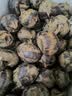 广西马蹄  荔浦荸荠 现挖现发 地梨地栗 时令新鲜 精选特大5斤9斤 5斤精品特大果 实拍图