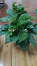 特价绿萝盆栽室内客厅办公室吸甲醛净化空气水培植物绿植花卉好养 【1盆】绿萝+早安吸水盆 整体含盆高度20-25cm 实拍图
